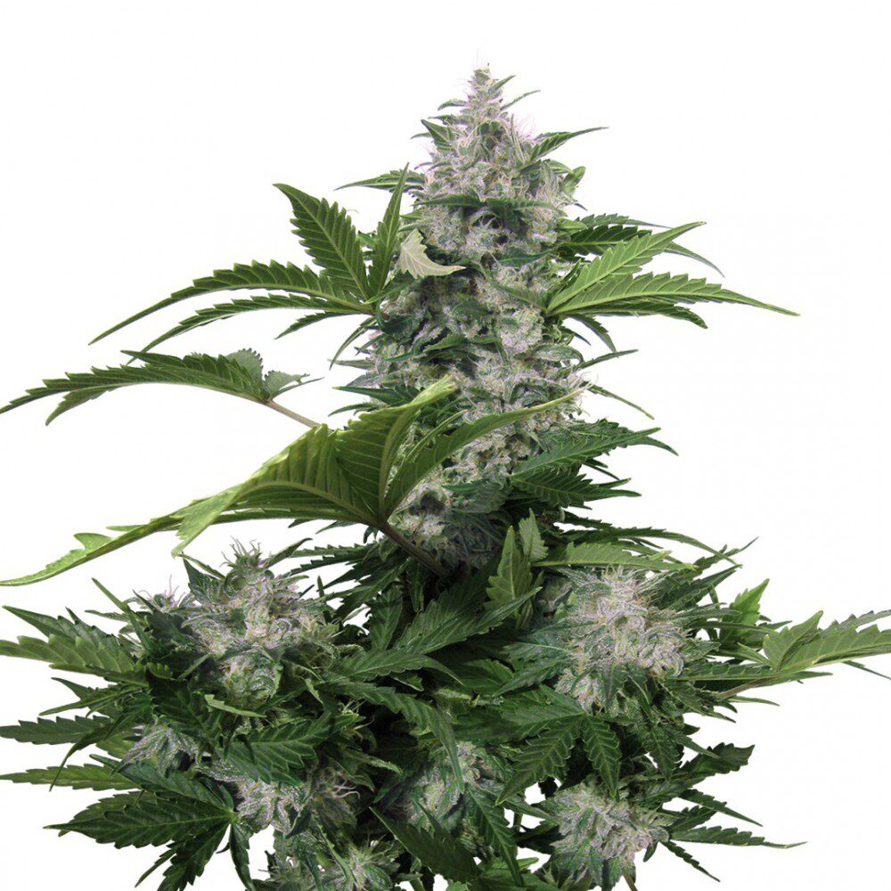 White Dwarf Auto — Buddha Seeds