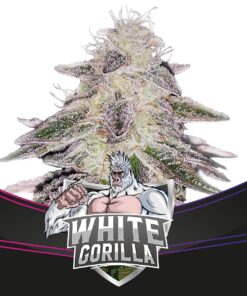 White Gorilla Fem — BSF Seeds