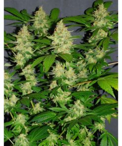 White Lemon fem — Strain Hunters