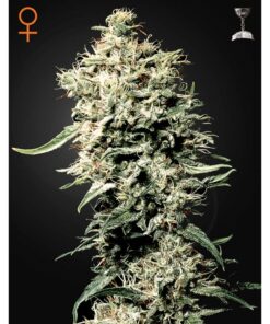 White Rhino Fem — Green House