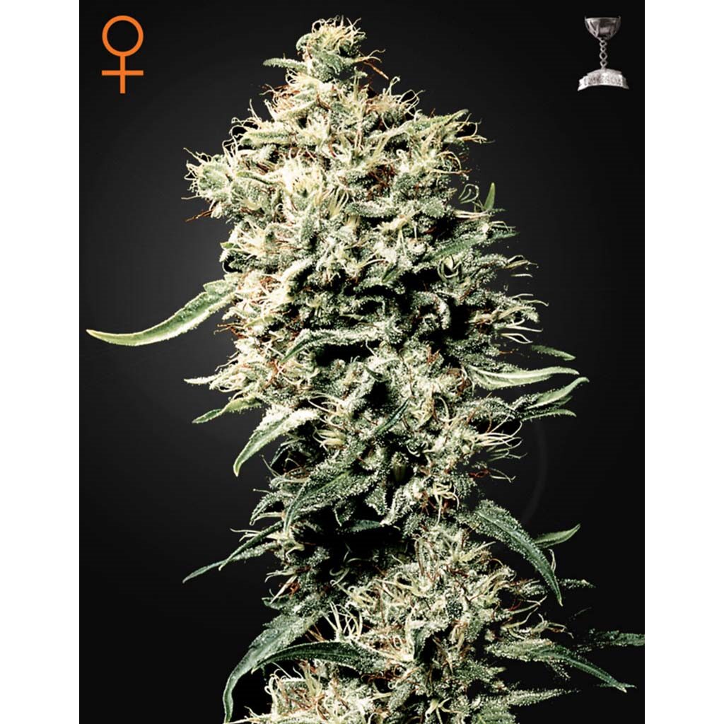 White Rhino Fem — Green House