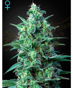 White Widow Auto CBD — Green House