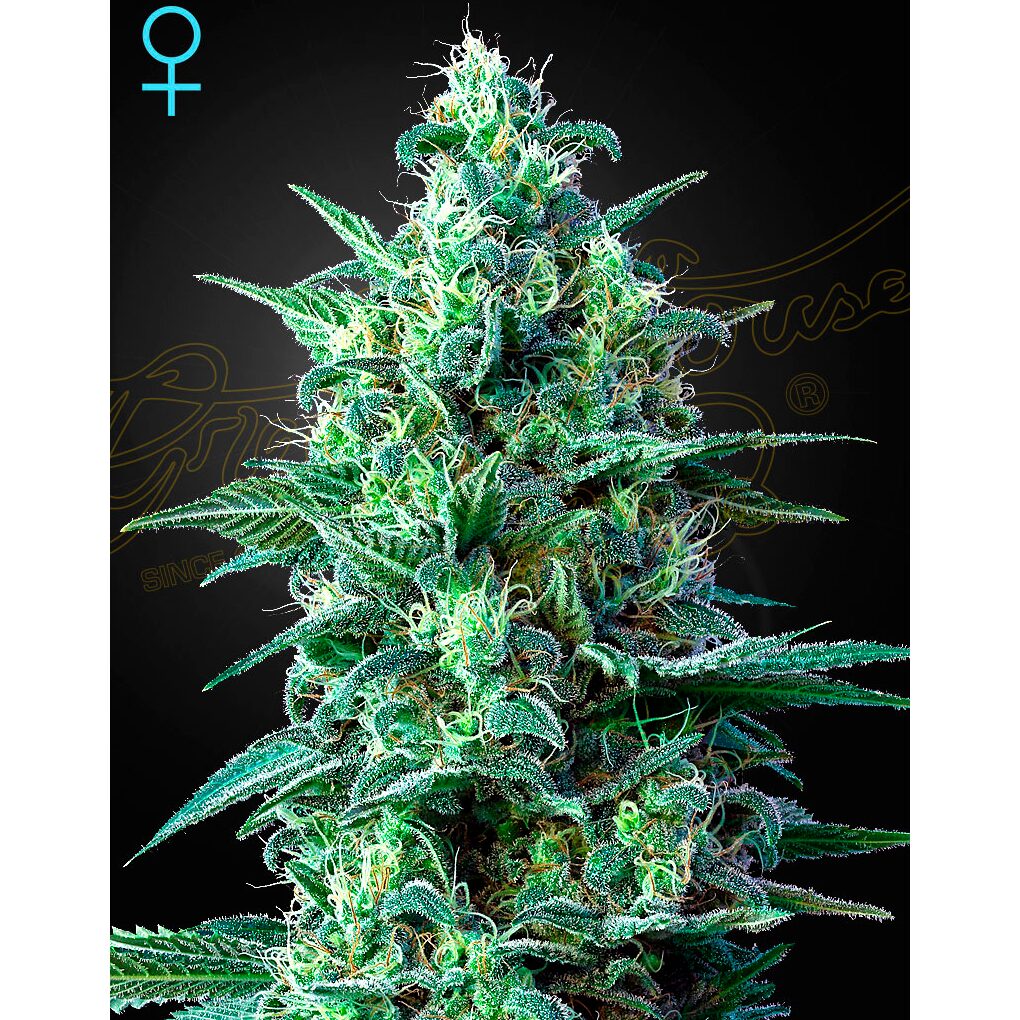 White Widow Auto CBD — Green House