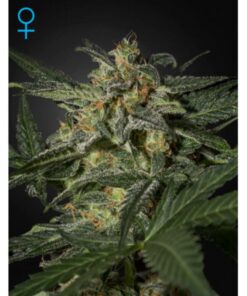 White Widow Auto — Green House