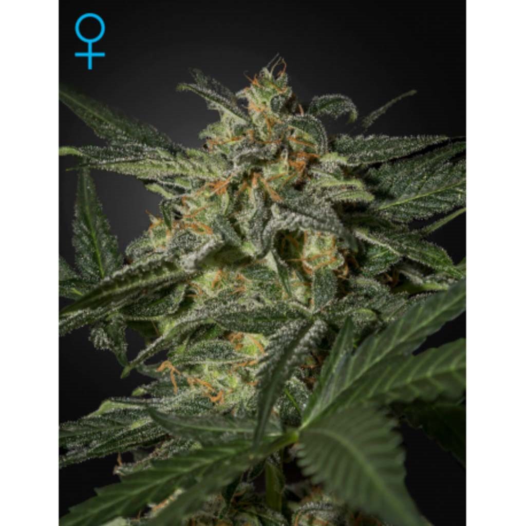 White Widow Auto — Green House