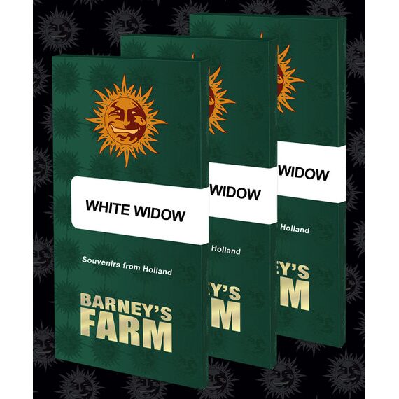 White Widow Fem — Barney's Farm White Widow Fem — Barney's Farm