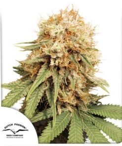 White Widow Fem — Dutch Passion