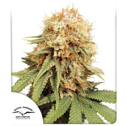 White Widow Fem — Dutch Passion