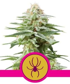 White Widow Fem — Royal Queen