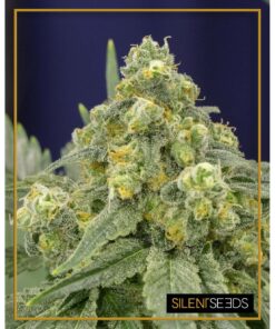 White Widow Fem — Silent Seeds