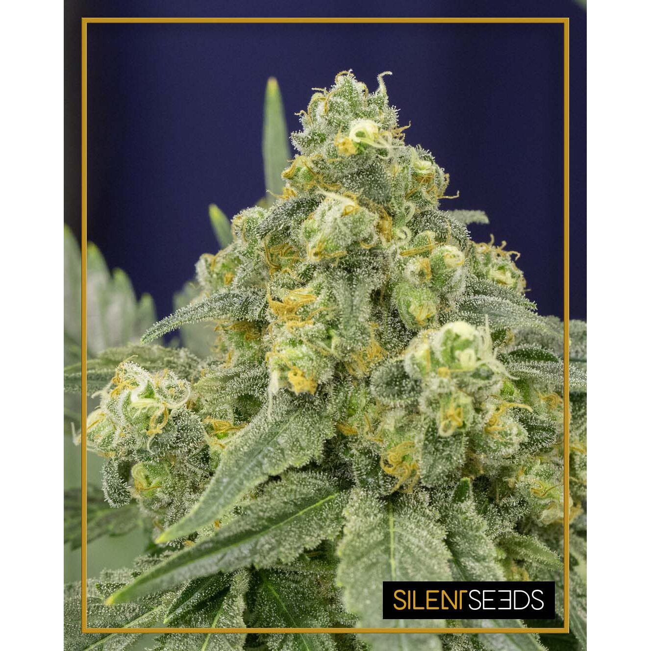 White Widow Fem — Silent Seeds
