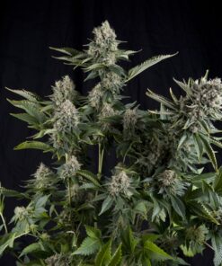 White Widow — Pyramid Seeds