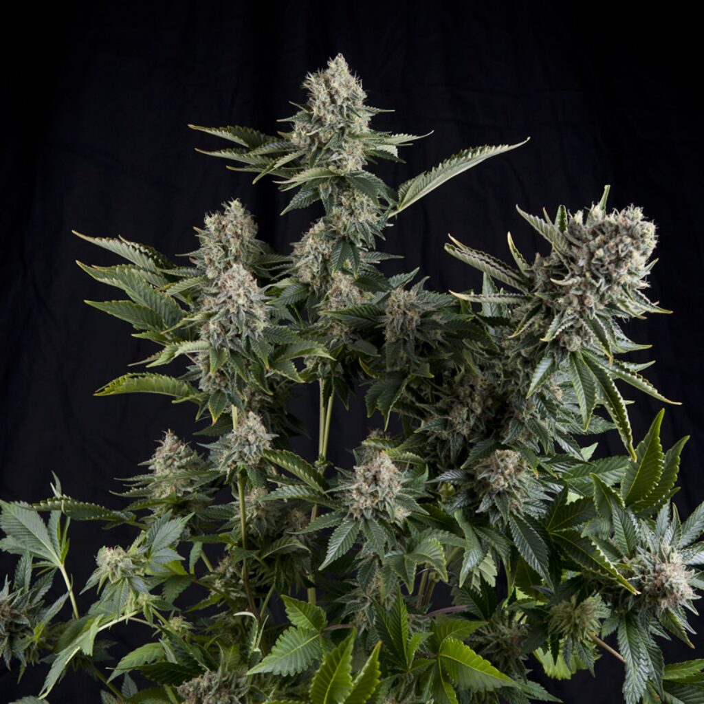 White Widow — Pyramid Seeds