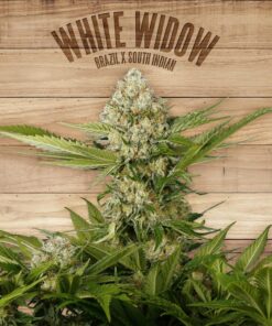 White Widow — The Plant