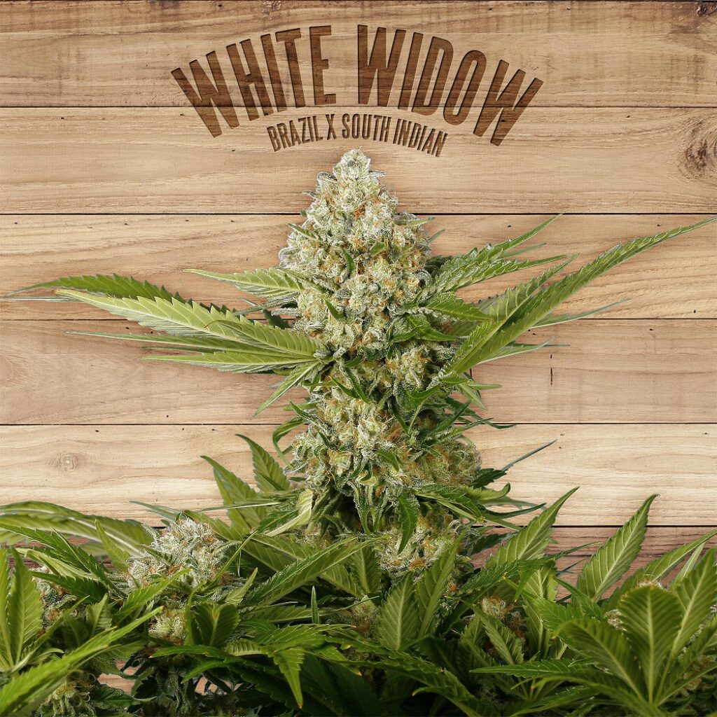 White Widow — The Plant