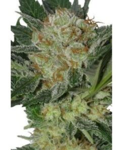 Widow 5Und Fem — Seedmakers
