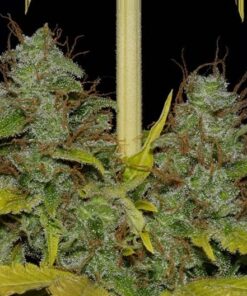 Widow Fem — Professional Seeds