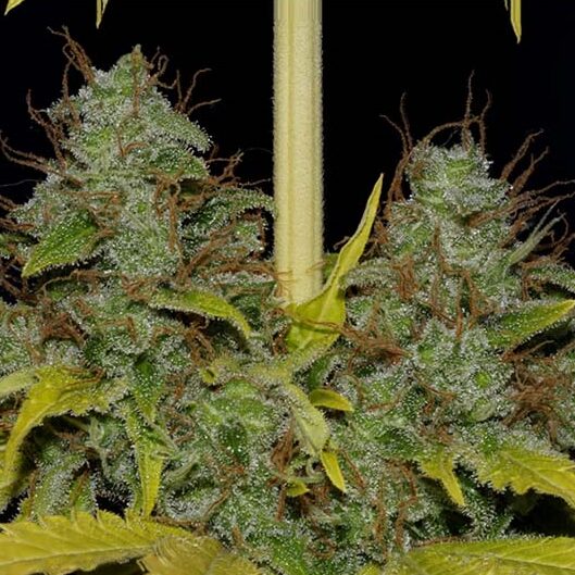Widow Fem — Professional Seeds