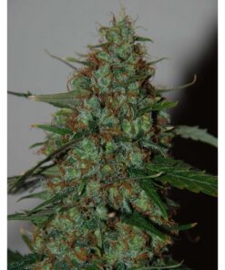 Wild Thailand Ryder Auto — World of Seed