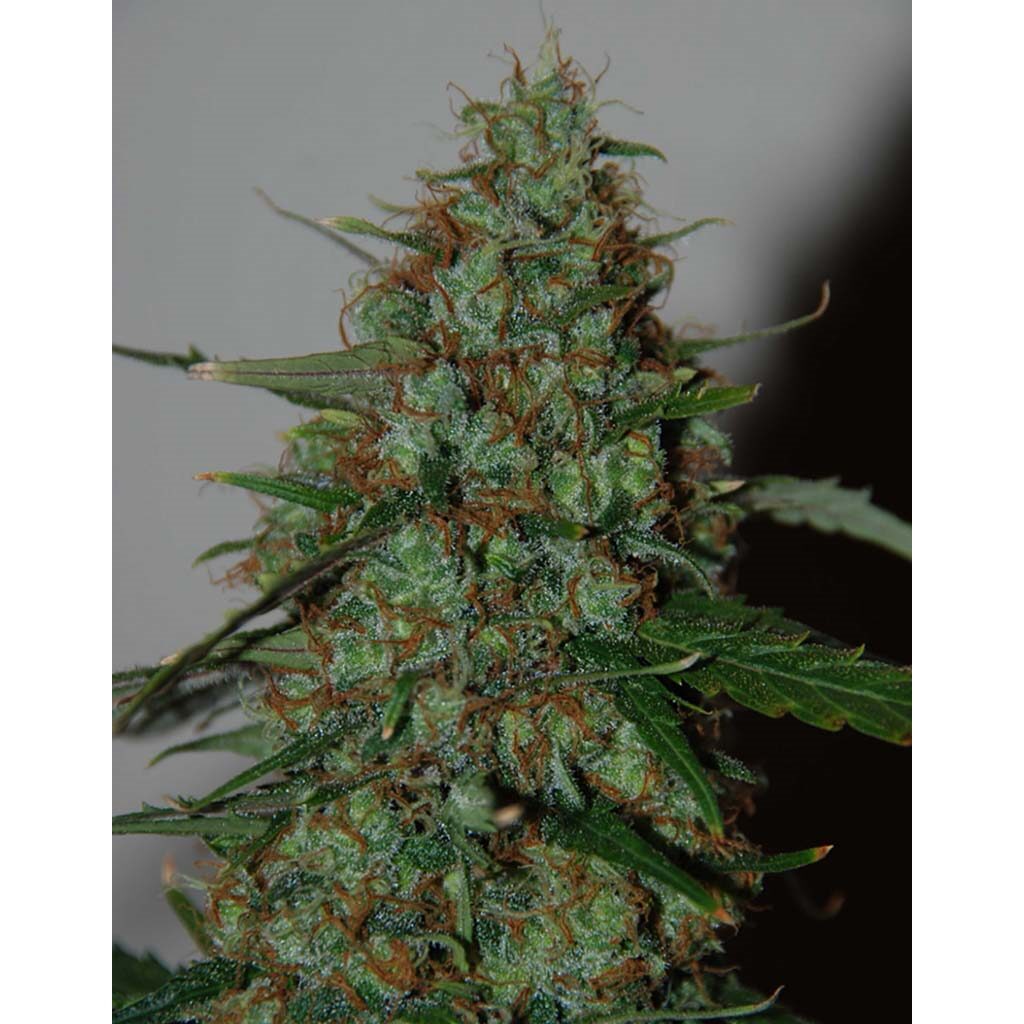 Wild Thailand Ryder Auto — World of Seed