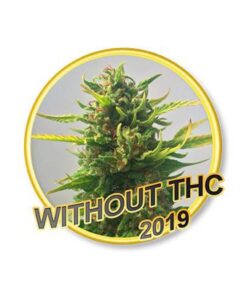 Without THC CBD — Mr Hide