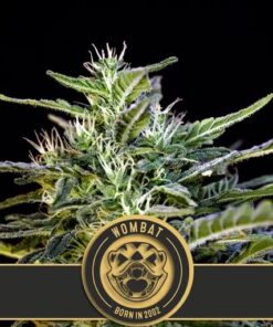Wombat Fem — Blimburn Seeds