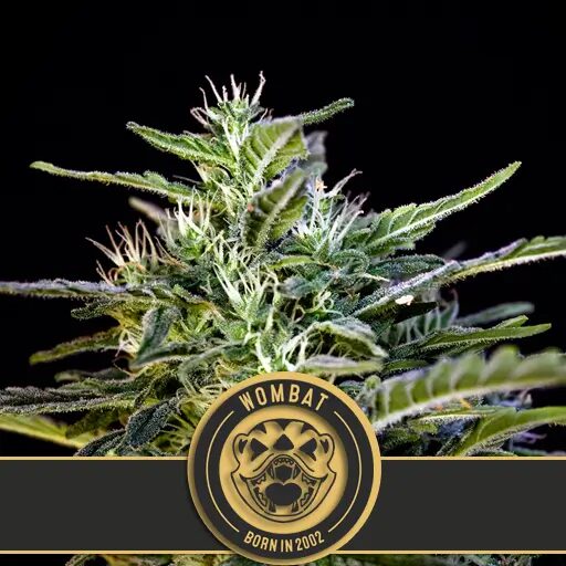 Wombat Fem — Blimburn Seeds