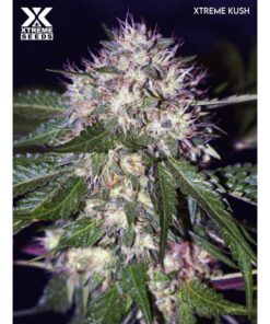 Xtreme Kush Fem — Xtreme Seeds