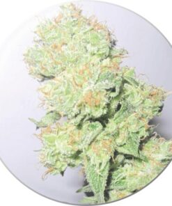 Y Griega CBD Fem — Medical Seeds