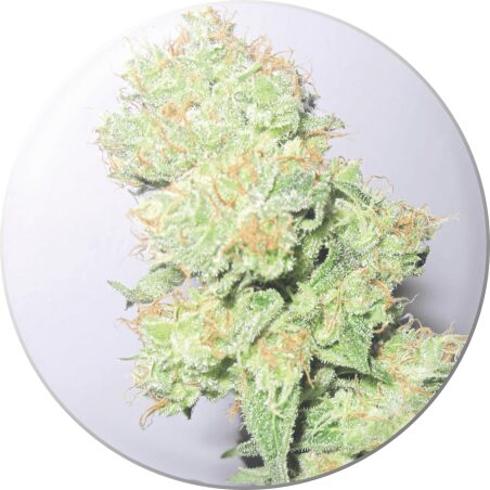 Y Griega CBD Fem — Medical Seeds