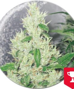 Y Griega — Medical Seeds