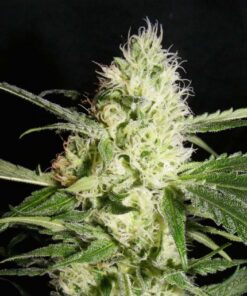 YellowStone Fem — The Kush Brothers Seeds