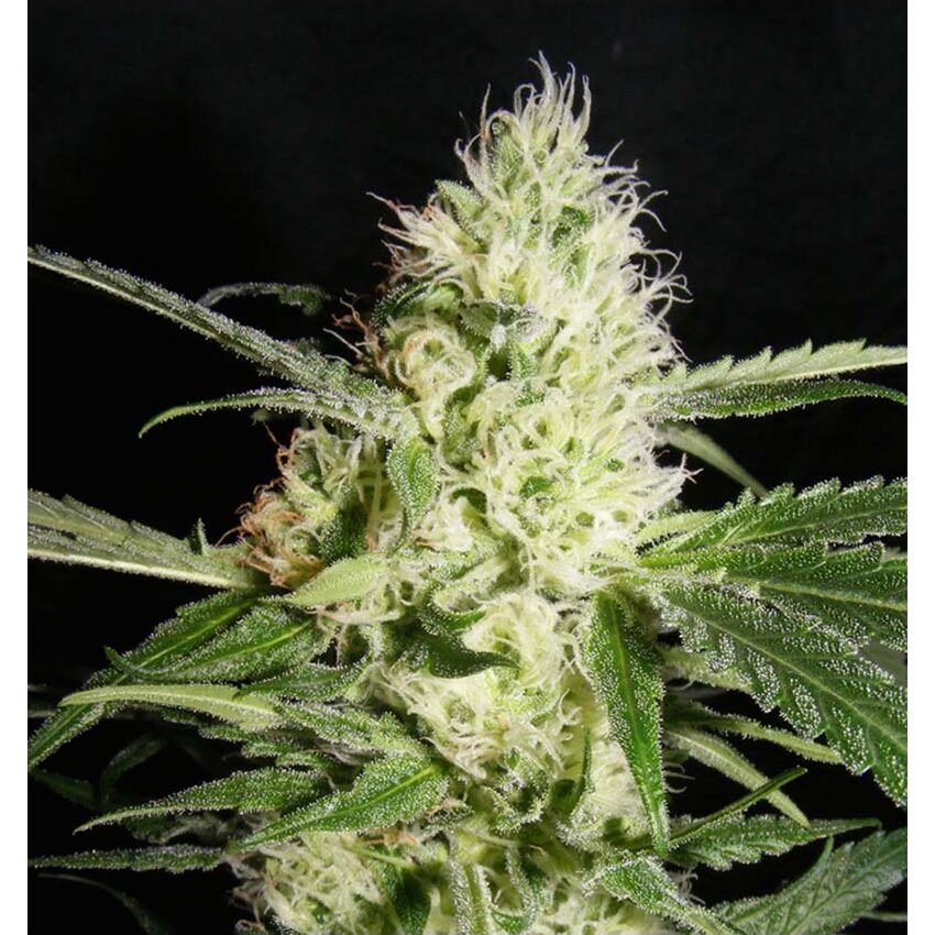 YellowStone Fem — The Kush Brothers Seeds