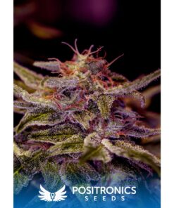 Z Valley Fem — Positronics