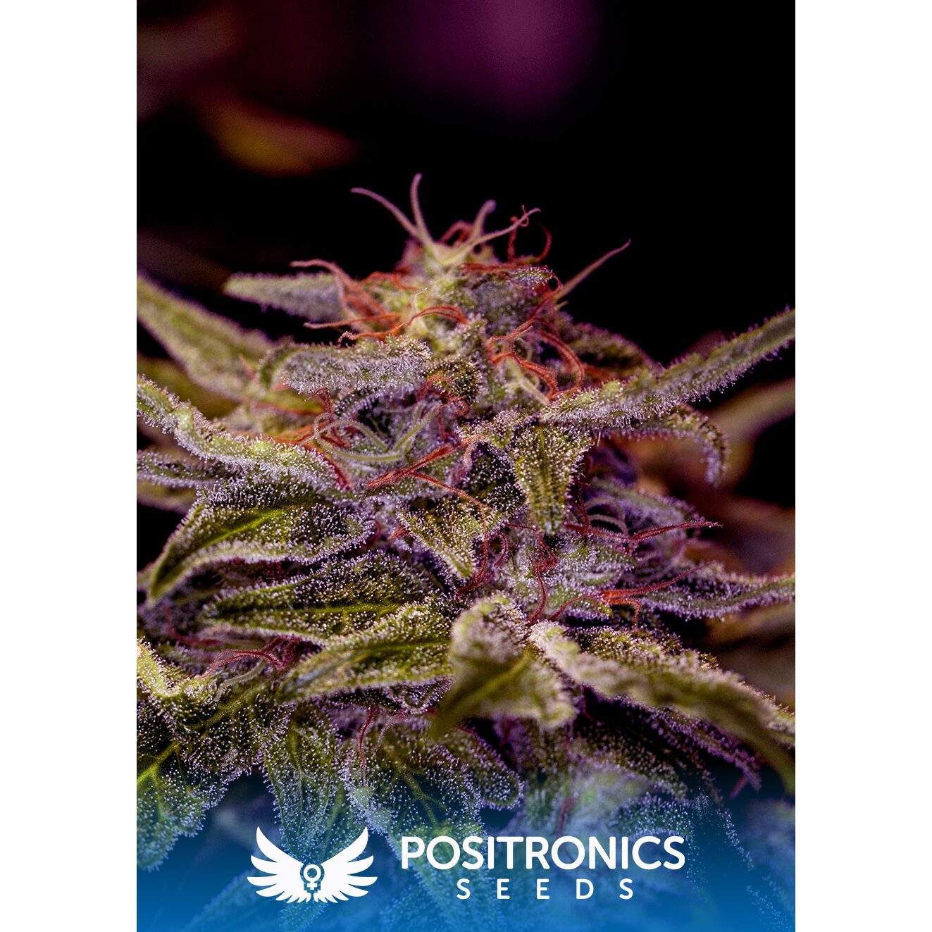 Z Valley Fem — Positronics