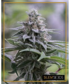 Zkittlez 2.0 Fem — Silent Seeds