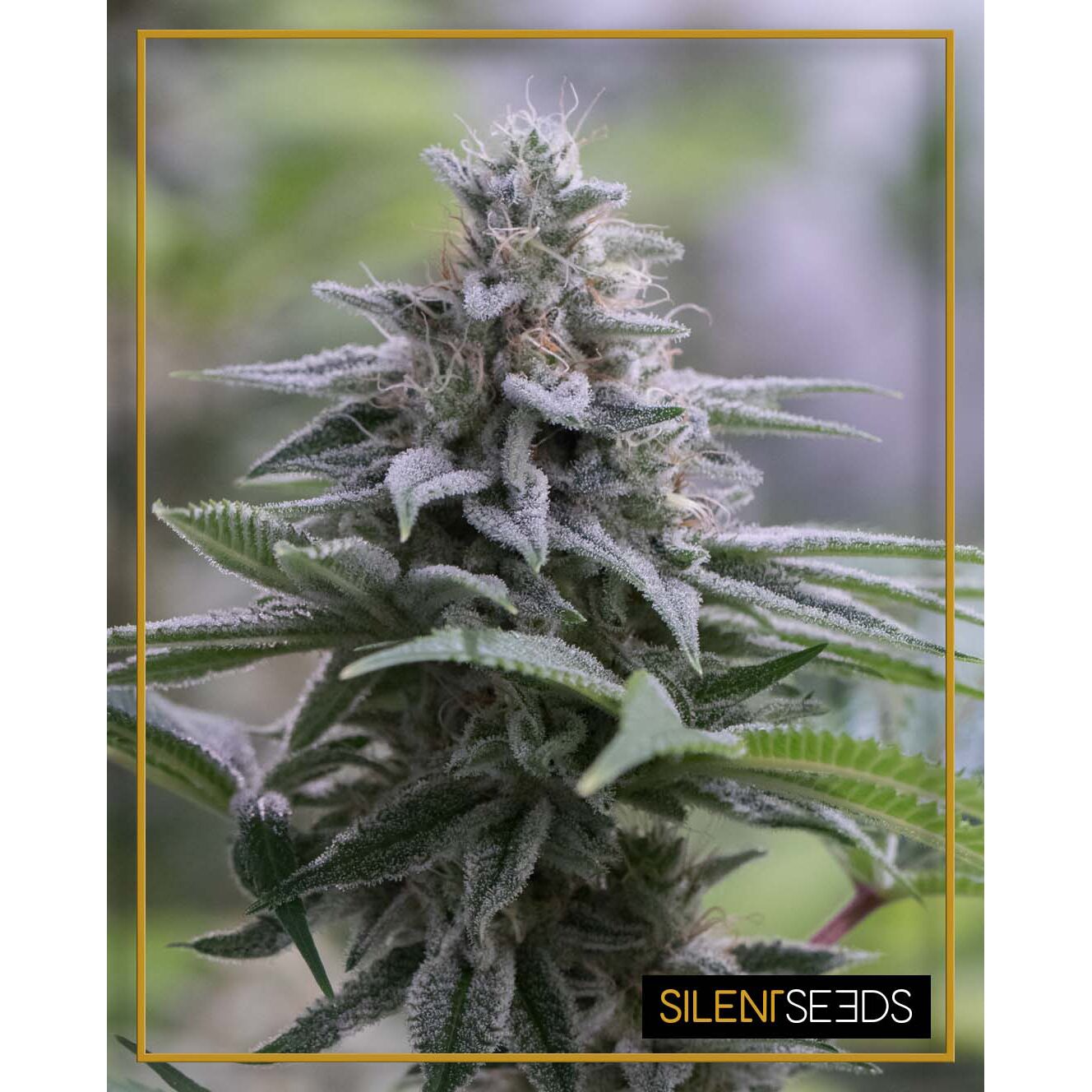 Zkittlez 2.0 Fem — Silent Seeds