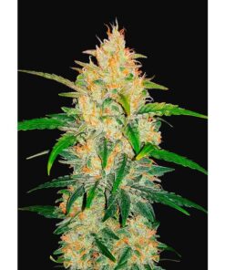 Zkittlez Auto — FastBuds Seeds