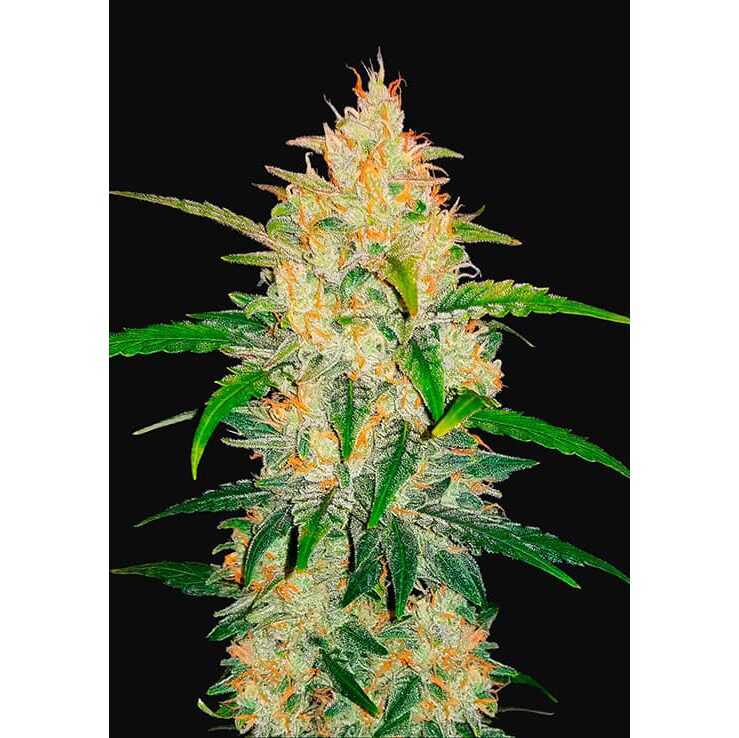 Zkittlez Auto — FastBuds Seeds