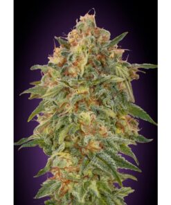 Zkittlez Fem — Advanced Seeds