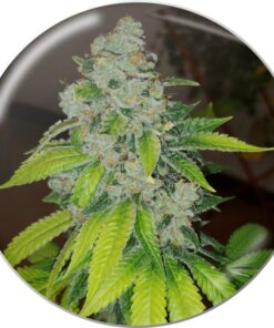 Zkittlez — Medical Seeds