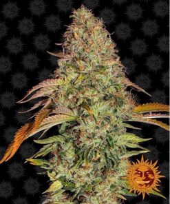 Zkittlez OG Auto — Barney's Farm