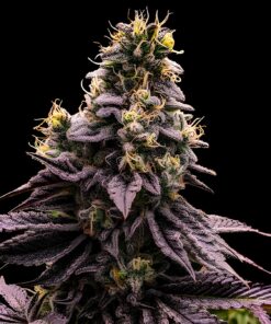 Zombie Bride Fem — Ripper Seeds