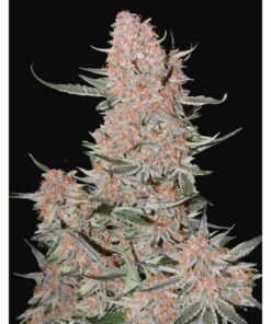 Ztrawberriez Auto — FastBuds Seeds