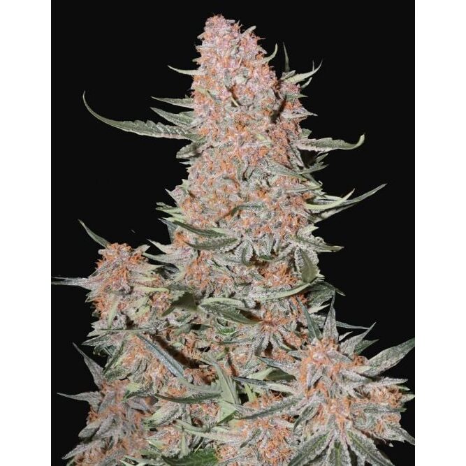Ztrawberriez Auto — FastBuds Seeds