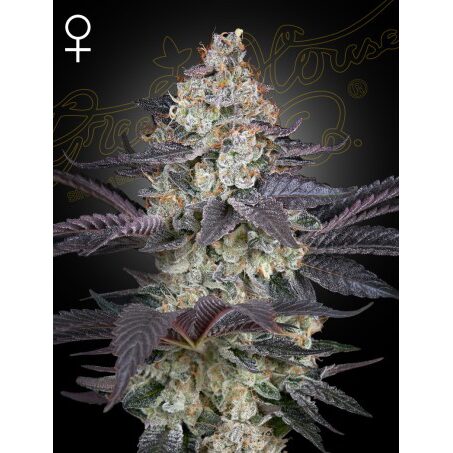 Ztrawberry Fem — Green House